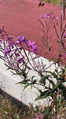 Chamaenerion angustifolium