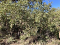 Eucalyptus lateritica
