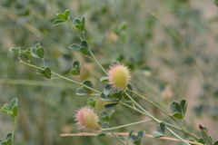 Glycyrrhiza triphylla