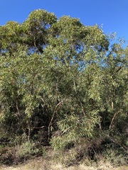 Eucalyptus lateritica
