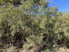 Eucalyptus lateritica