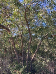 Eucalyptus lateritica