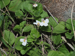 Diclis rotundifolia