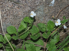 Diclis rotundifolia