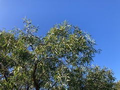 Eucalyptus lateritica