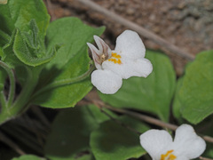 Diclis rotundifolia