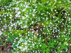 Allium subhirsutum