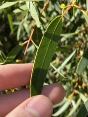 Eucalyptus lateritica
