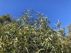 Eucalyptus lateritica