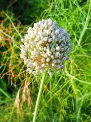 Allium commutatum
