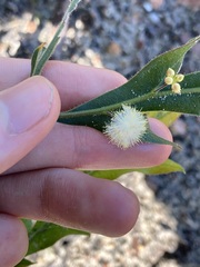 Acacia alata