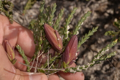 Darwinia speciosa