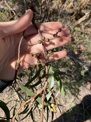 Eucalyptus suberea