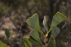 Hakea flabellifolia