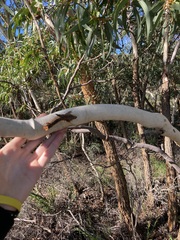 Eucalyptus suberea