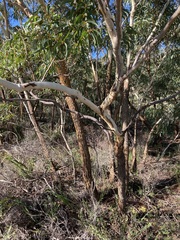 Eucalyptus suberea
