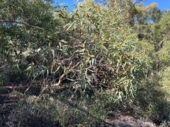 Eucalyptus accedens