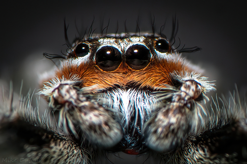 Tan Jumping Spider, South Walkerville, Windsor, ON, Canada, photo 7 of 10