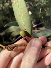 Eucalyptus accedens