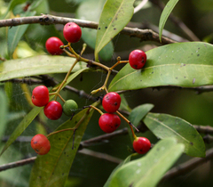 Ixora narcissodora
