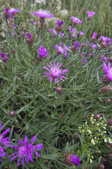 Centaurea jacea jacea