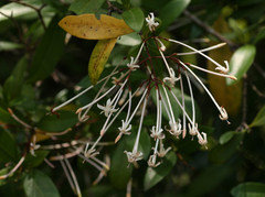Ixora narcissodora