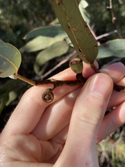 Eucalyptus accedens