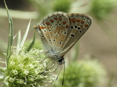 Aricia montensis