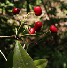 Ixora narcissodora