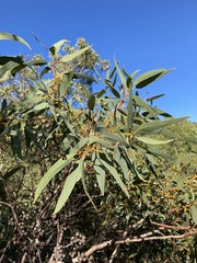 Eucalyptus accedens