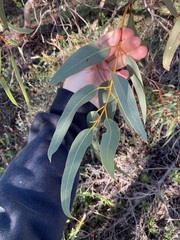 Eucalyptus accedens