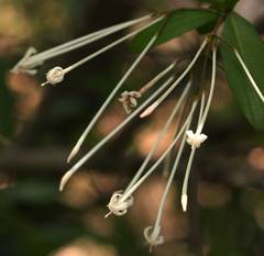Ixora narcissodora