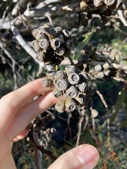Eucalyptus accedens