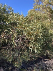 Eucalyptus accedens