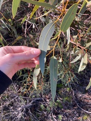 Eucalyptus accedens