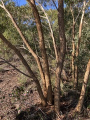 Eucalyptus suberea