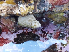 Pyura stolonifera