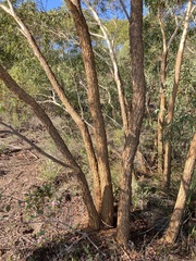 Eucalyptus suberea