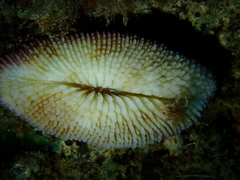 Ctenactis