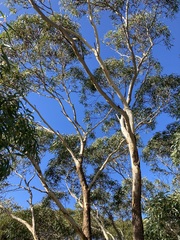 Eucalyptus suberea