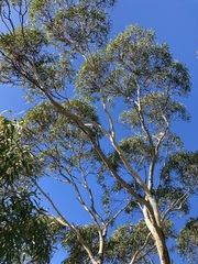Eucalyptus suberea