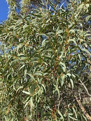 Eucalyptus suberea