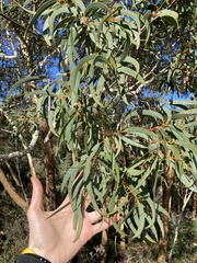 Eucalyptus suberea