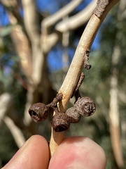Eucalyptus suberea