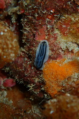 Phyllidiopsis xishaensis