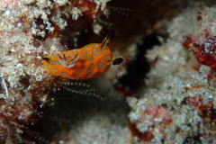 Halgerda indotessellata