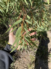 Eucalyptus lateritica