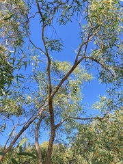 Eucalyptus lateritica