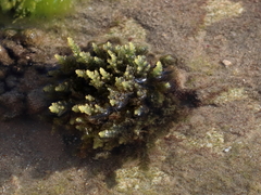 Acanthophora