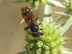 Sphecodes rubripes